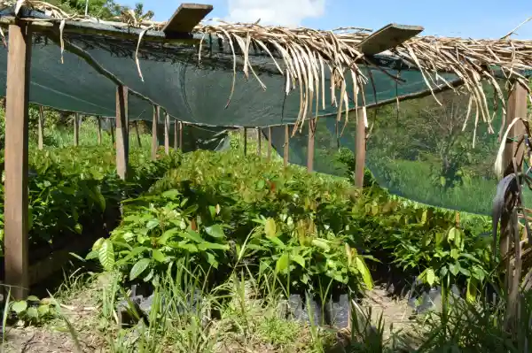 Cosecha en Tambopata