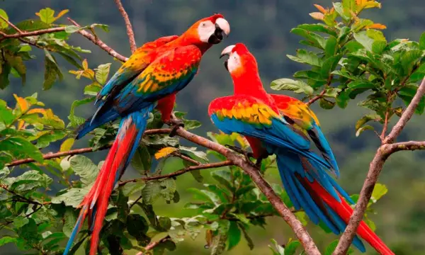 Guacamayos en la fauna de Tambopata