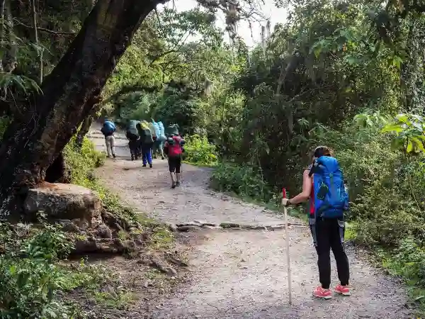 Caminata en el bosque