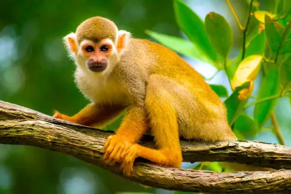 mono amarillo en un árbol de Tambopata
