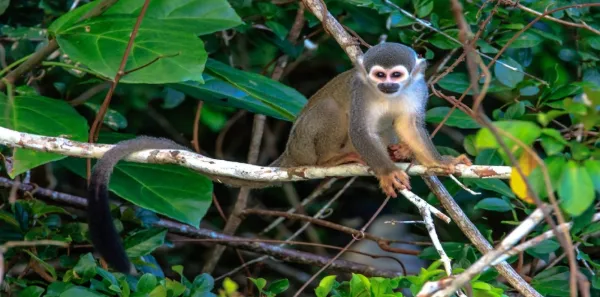 Especie en árbol en Puerto Maldonado