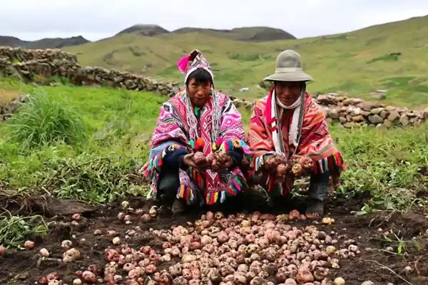 campesinos cultivando en la chacra